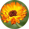 Marigold K